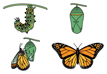 Monarch butterfly and chrysalises on white background. © goesti