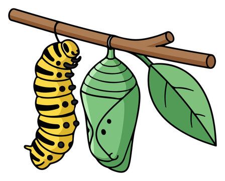 Caterpillar and Chrysalis Hanging From Branch.