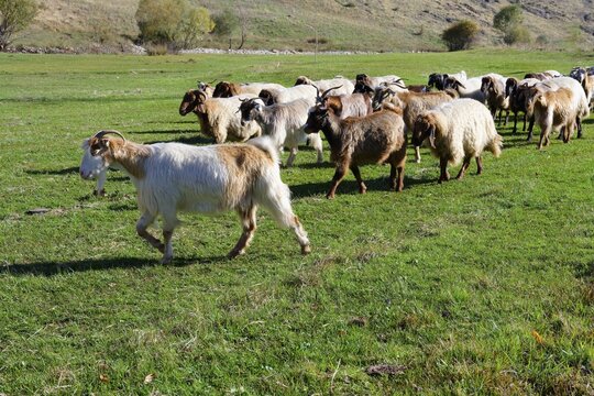 Herd of sheep and goats, Anatolia, Turkey