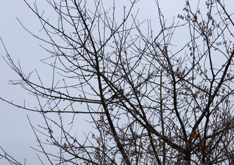 A lone magpie sits among a thick tangle of bare brown tree branches under a gloomy winter sky. The minimalist natural scene conveys an atmosphere of silence and frozen peace of wildlife during the col