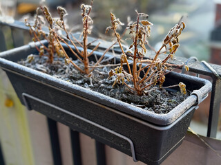 Flower pot with dried frozen dead Geranium flowers in autumn winter time in urban balcony terrace...