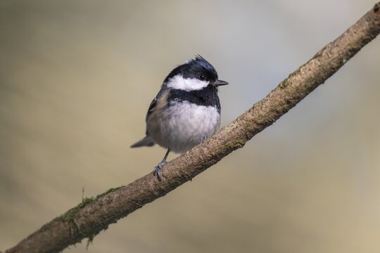 Great Tit (Parus major), Black Forest, Baden-W&uuml;rttemberg, Germany