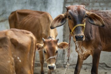 Cows, Tindivanam-Boodheri, Tamil Nadu, India