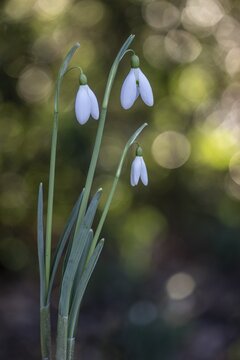 Snowdrop (Galanthus nivalis Magnet), Emsland, Lower Saxony, Germany