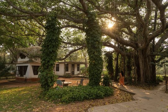 Banyan Tree, Central Guest House, future city Auroville, near Pondicherry or Puducherry, Tamil Nadu, India