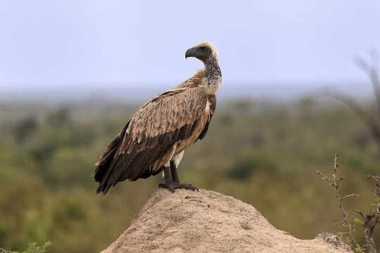 White-backed vulture (Gyps africanus), adult, alert, on rocks, Sabi Sand Game Reserve, Kruger National Park, Kruger National Park, South Africa