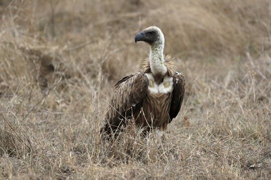 White-backed vulture (Gyps africanus), adult, alert, on ground, Sabi Sand Game Reserve, Kruger National Park, Kruger National Park, South Africa