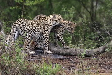 Leopard (Panthera pardus), adult with young, observed, social behaviour, Sabi Sand Game Reserve, Kruger NP, Kruger National Park, South Africa