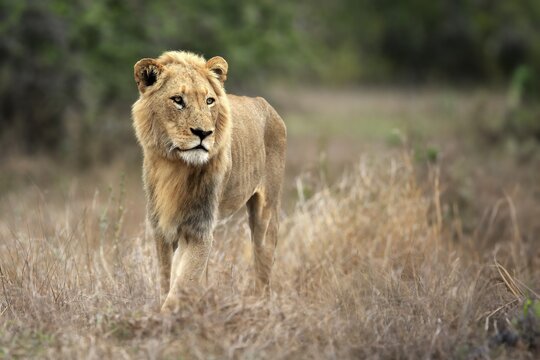 Lion (Panthera leo), adult, male, stalking, vigilant, Sabi Sand Game Reserve, Kruger National Park, Kruger National Park, South Africa