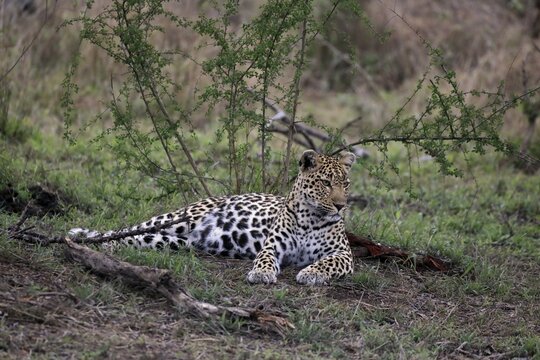 Leopard (Panthera pardus), adult, observed, alert, lying, on ground, Sabi Sand Game Reserve, Kruger NP, Kruger National Park, South Africa