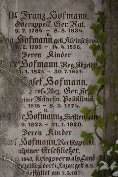 Gravestone with common ivy (Hedera helix), Munich, Bavaria, Germany