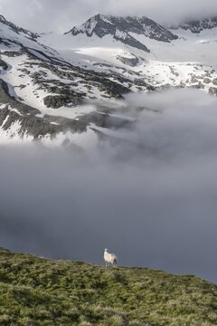 Sheep on a mountain meadow in front of a mountain landscape, high fog in the valley, behind mountain peak Dosso Largo and glacier Schlegeiskees, Berliner H&ouml;henweg, Zillertal Alps, Tyrol, Austria