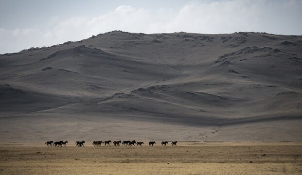 Herd of horses galloping in a meadow in front of a mountain, at the mountain lake Song Kul, Naryn region, Kyrgyzstan