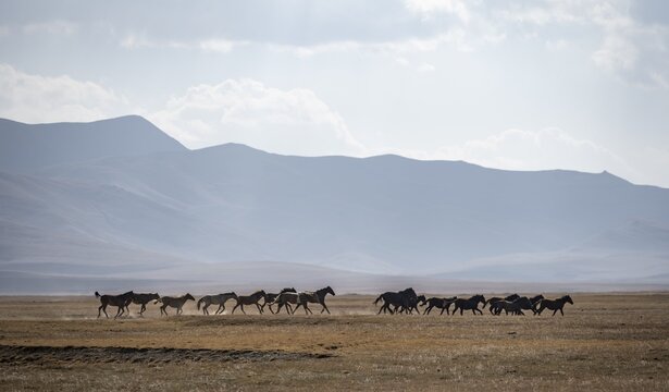 A herd of horses gallops across a meadow at Song Kul mountain lake, Naryn region, Kyrgyzstan