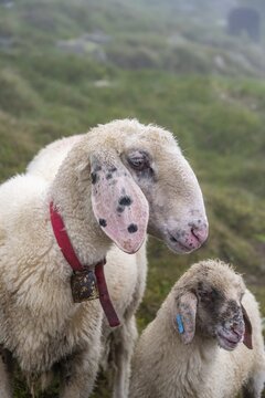 Mother with young, white domestic sheep on an alpine meadow, animal portrait, Berliner H&ouml;henweg, Zillertal Alps, Tyrol, Austria