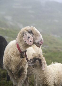 Mother with young, white domestic sheep on an alpine meadow, Berliner H&ouml;henweg, Zillertal Alps, Tyrol, Austria