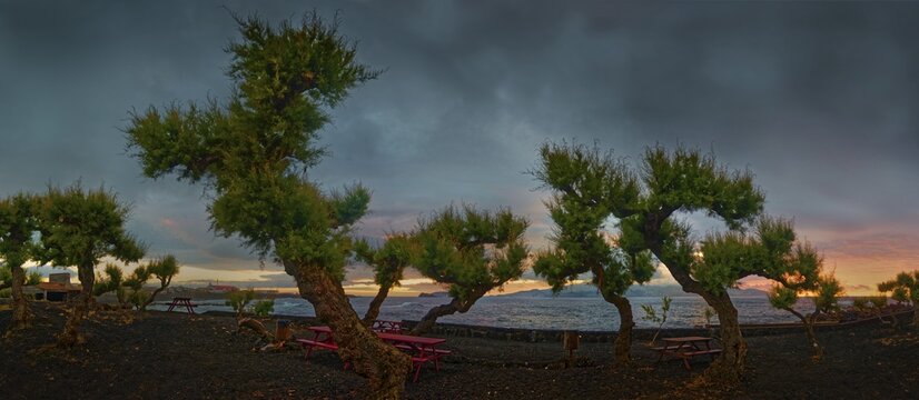 Winding trees of the Parque da Barca park in front of a dramatic evening sky over the sea, atmosphere of peace and seclusion, Madalena, Pico, Azores, Portugal