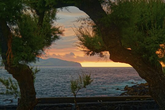 Natural frame of trees looking out over the ocean at sunset, Madalena, Pico, Azores, Portugal