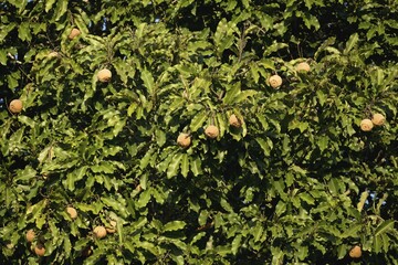 Brazil nuts or Amazon almond tree, Bertholletia excelsa, Amazonas state, Brazil