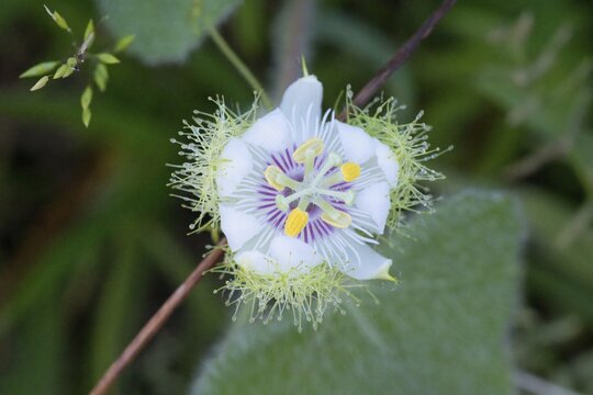 Passiflora foetida flower, Amazonian rainforest, Amazonas state, Brazil