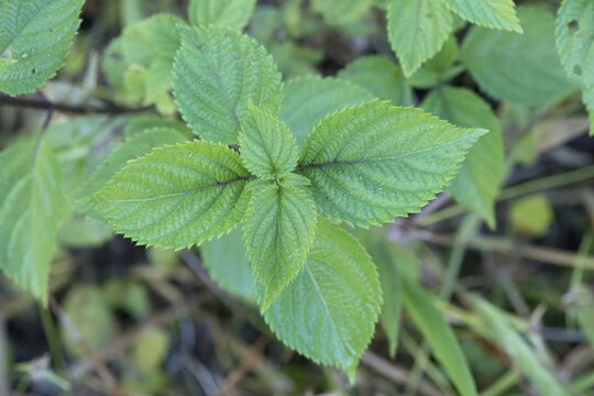 Stinging Nettle leave, Urtica Dioica, Amazonian rainforest, Amazonas state, Brazil