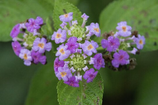 Purple lantana flower, Amazonian rainforest, Amazonas state, Brazil