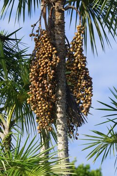 Fruits of the Mauritia flexuosa palm tree known as the moriche palm, Para state, Brazil