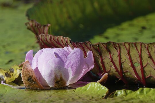 Floating leaves of the giant water lily (Victoria amazonica), Amazonas state, Brazil