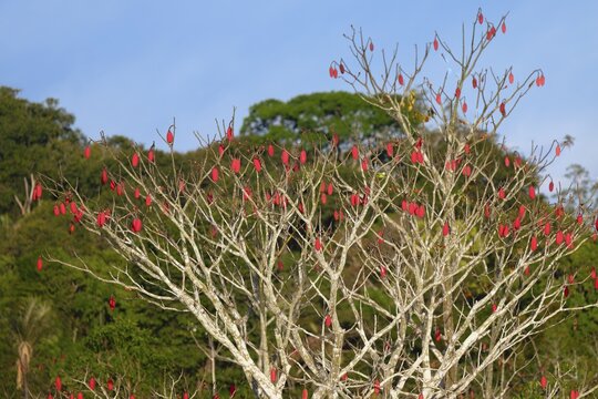 Brazilian kapok tree, Chorisia speciosa, Amazonas state, Brazil