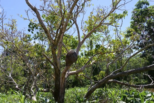 Termite Mound in a tree in the flooded forest, Amazonas state, Brazil