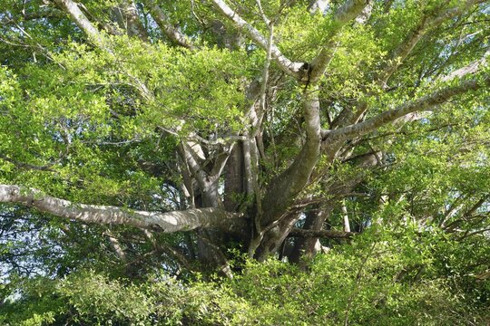 Giant Fig tree, Ficus, Amazonas state, Brazil