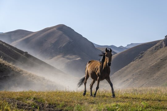 Horse galloping over a hill and raising dust, mountains behind, Kyrgyzstan