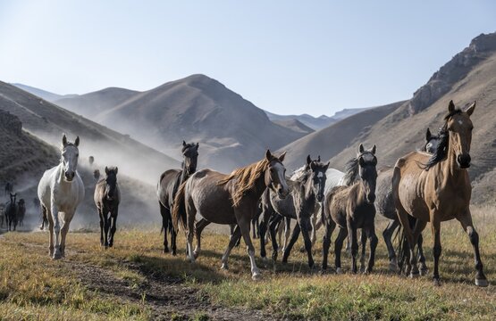Herd of horses galloping over a hill, mountains behind, Kyrgyzstan