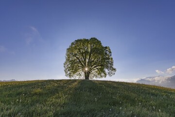 Peace lime tree (Tilia) on the Wittelsbacher Höhe, 881m, Illertal, Allgäu, Bavaria, Germany