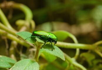 Chlorocala africana camerunica