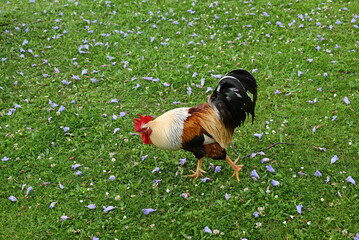 rooster on the grass © Margarida