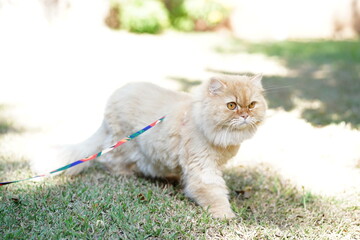 Fluffy ginger cat exploring green grass outdoors on a sunny day with colorful leash attached,...