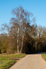 Fototapeta premium A tall, double-trunked birch tree with white bark and delicate, leafless branches stands prominently beside a narrow paved country road under a clear blue sky.