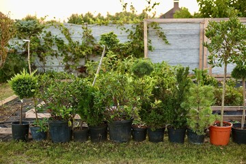 New seedlings and plants, trees and shrubs in pots were purchased for planting in the garden near the house.