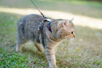Domestic Cat Walking on Leash in Outdoor Environment with Soft Sunlight Shining Through Green Grass...