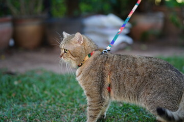 Domestic cat on a colorful leash enjoys outdoor exploration in a lush garden environment surrounded by greenery and natural light