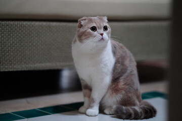 Adorable Scottish Fold Cat with Big Eyes Sitting on Floor Near Sofa, Captivating Expression and...