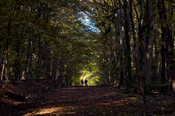 Waldspaziergang im Herbst im Riegelsberger Wald, Saarland