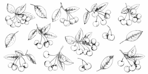 Detailed botanical illustration of cherry fruits and foliage in monochrome