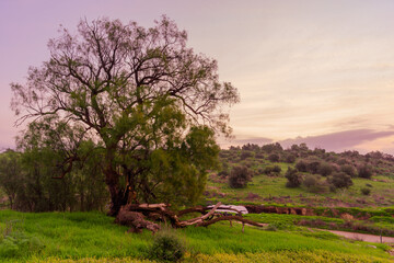 Sunrise view in Lachish, Shephelah region