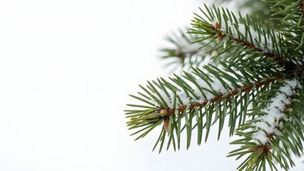 Obraz premium Snow Covered Pine Tree Branch Closeup needles winter