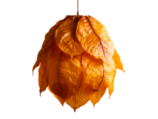 Dried autumn leaves clustered to form pendant light