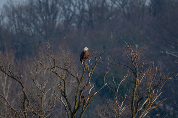 American bald eagle