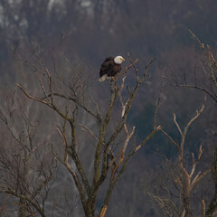 eagle on the tree
