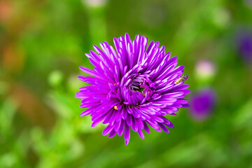 Obraz premium Beautiful Chinese chrysanthemums bloom in the garden, close-up of chrysanthemums